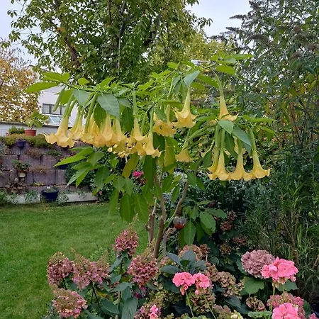 Schoene 3 Zi. Vor Den Toren Frankfurt * Dreieich