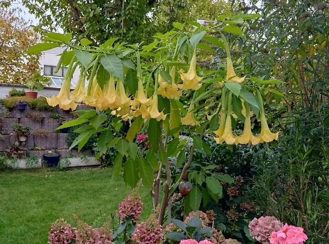 Schoene 3 Zi. Vor Den Toren Frankfurt * Драйайх